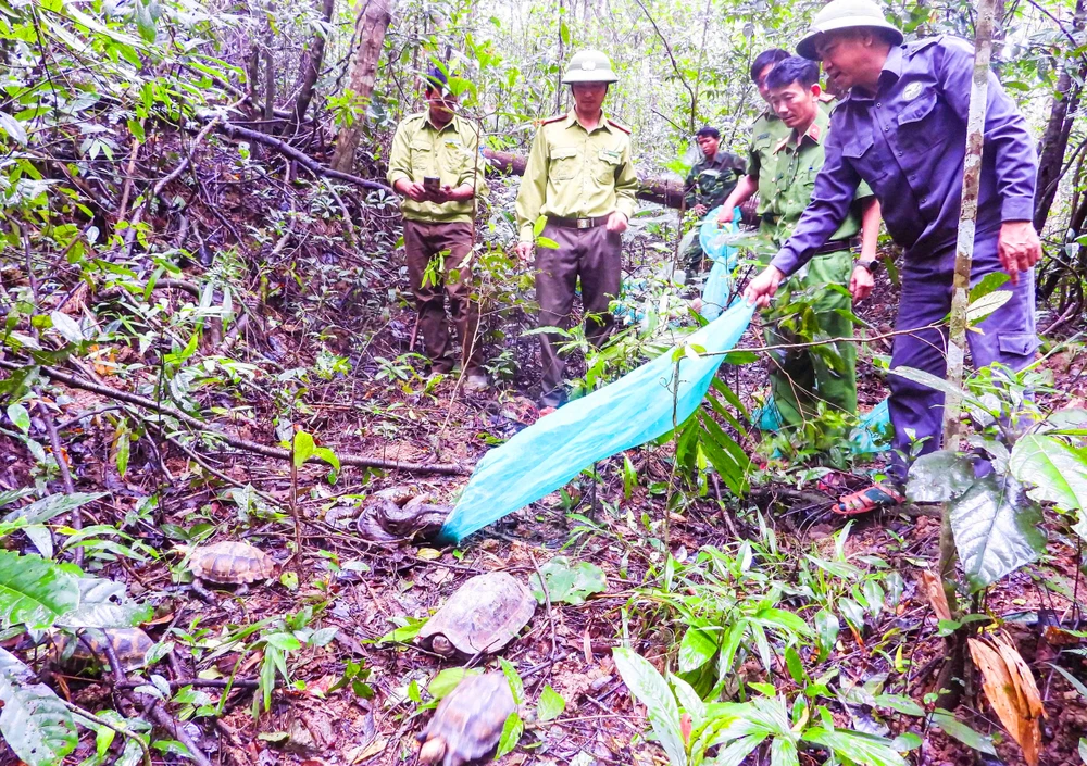 Vườn quốc gia Kon Ka Kinh, tỉnh Gia Lai đã phối hợp cơ quan chức năng thả 11 cá thể động vật rừng quý hiếm về môi trường tự nhiên.