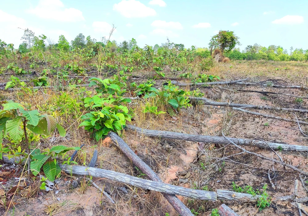 Phat-hien-chin-ha-rung-bi-pha-o-Gia-Lai-1.jpg