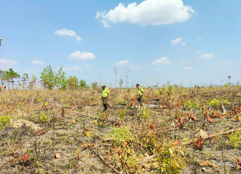 Phat-hien-chin-ha-rung-bi-pha-o-Gia-Lai-2.jpg