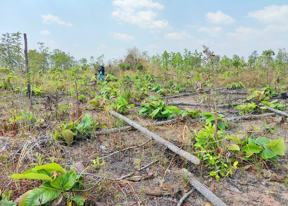 Phat-hien-chin-ha-rung-bi-pha-o-Gia-Lai-4.jpg
