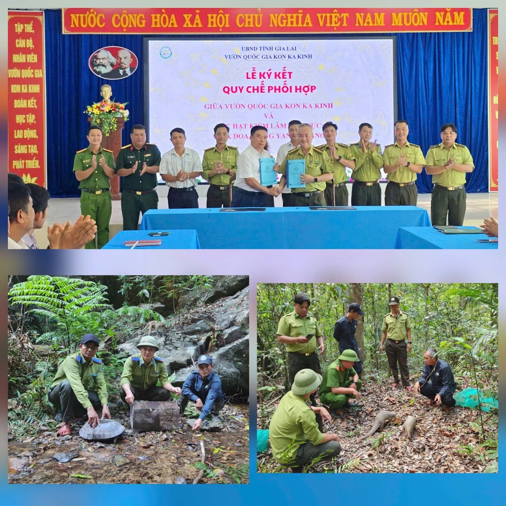 Vuon-Quoc-gia-Kon-Ka-Kinh-21.jpg