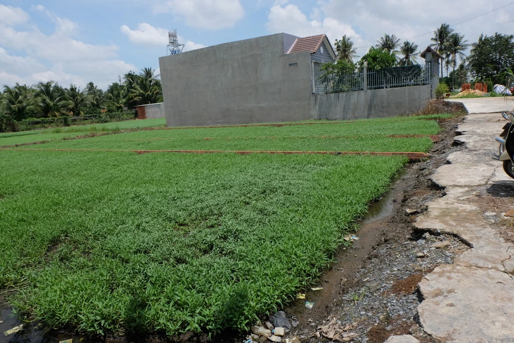 Giảm diện tích tối thiểu được tách thửa tại TP.HCM ảnh 1