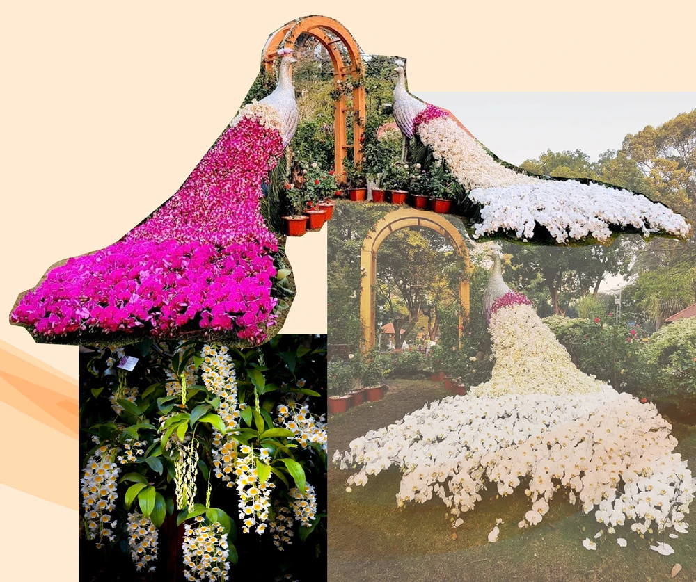 Phong lan được các nghệ nhân tạo hình bắt mắt. Ảnh: VĨNH ANH Phong lan được các nghệ nhân tạo hình bắt mắt. Ảnh: VĨNH ANH