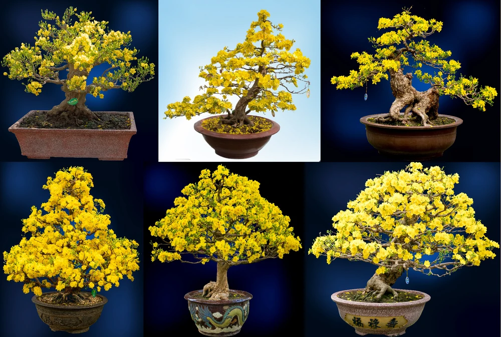 Hoa mai mang biểu tượng của sự may mắn, tốt đẹp và thịnh vượng cho một năm mới. Ảnh: VĨNH ANH Hoa mai mang biểu tượng của sự may mắn, tốt đẹp và thịnh vượng cho một năm mới. Ảnh: VĨNH ANH