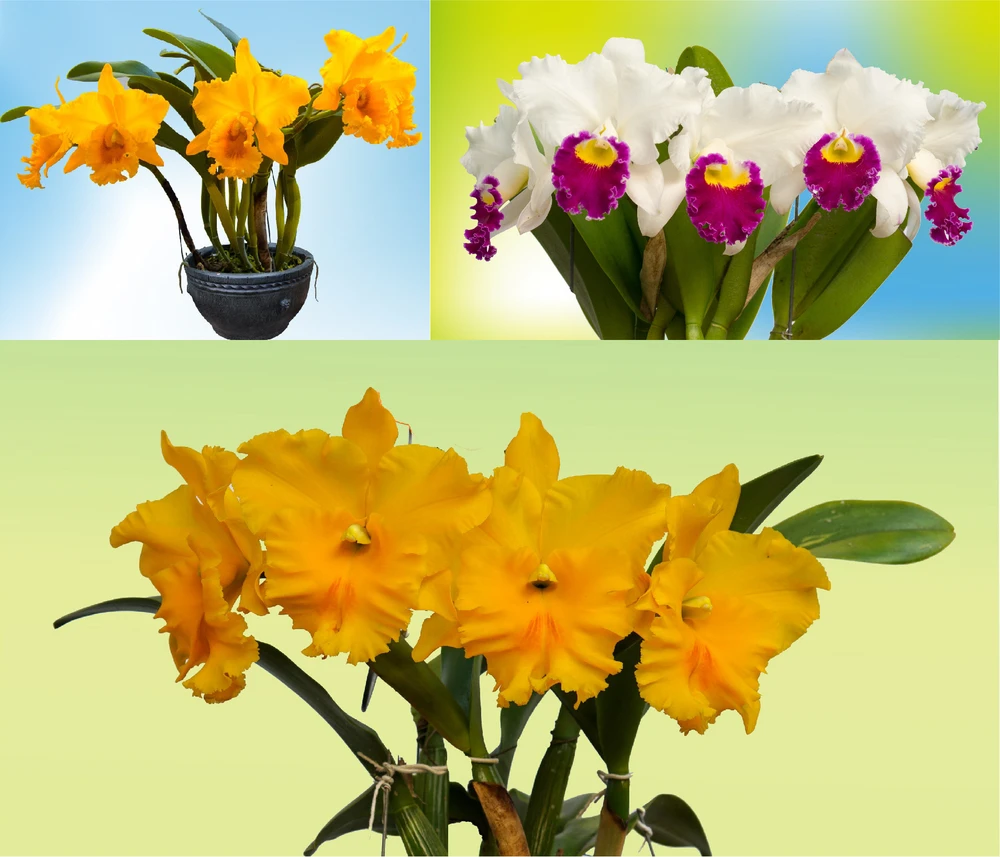 Phong lan là lựa chọn của nhiều người trong dịp Tết. Ảnh: VĨNH ANH Phong lan là lựa chọn của nhiều người trong dịp Tết. Ảnh: VĨNH ANH