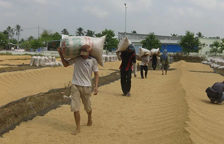 Thủ tướng chỉ đạo thu mua tạm trữ lúa gạo từ 15-3 ảnh 1