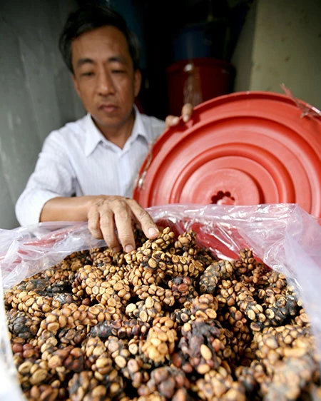 Bài 2: Về thủ phủ cà phê nghe huyền thoại chồn ảnh 1 Bài 2: Về thủ phủ cà phê nghe huyền thoại chồn ảnh 1