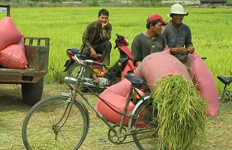 Tăng thu nhập cho nông dân từ phụ phẩm lúa gạo ảnh 1