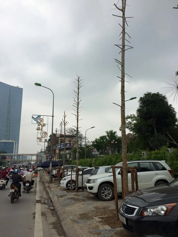 Chặt cây xanh - phát ngôn và quyền công dân ảnh 1 Chặt cây xanh - phát ngôn và quyền công dân ảnh 1