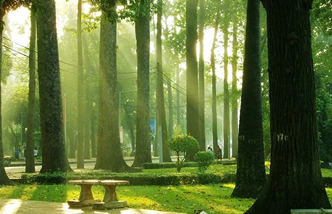 Đã nghe đã thấy: Lại 33 cây xanh nữa sắp ‘thọ án’ ảnh 1