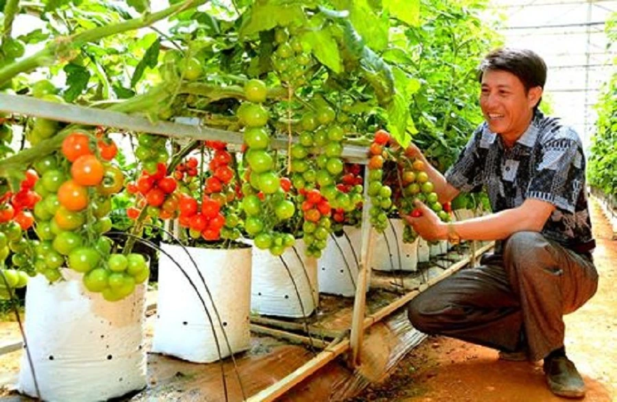 Cà chua, trà được 'nuôi' bằng ...sữa bò ra chợ tết ảnh 3