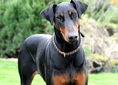 Để chó nuôi cắn người: Phải bồi thường ảnh 3