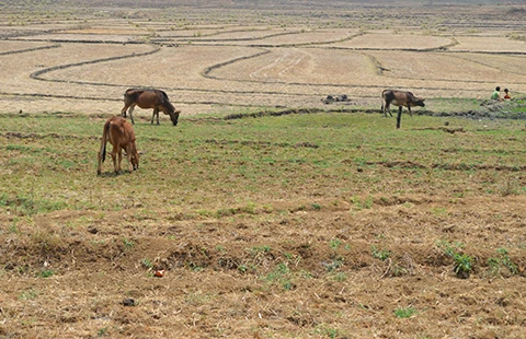 Khổ sở vì nắng nóng ảnh 4