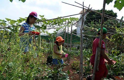 Người Sài Gòn gắn camera trồng rau sạch ảnh 2