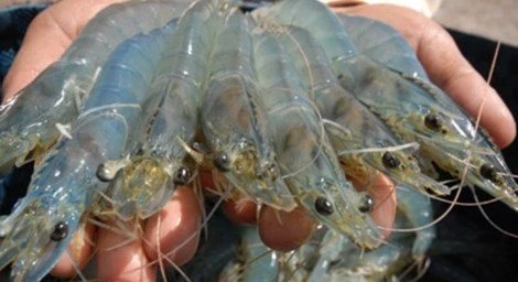 Cách phân biệt tôm sạch với tôm được 'tiêm hóa chất'