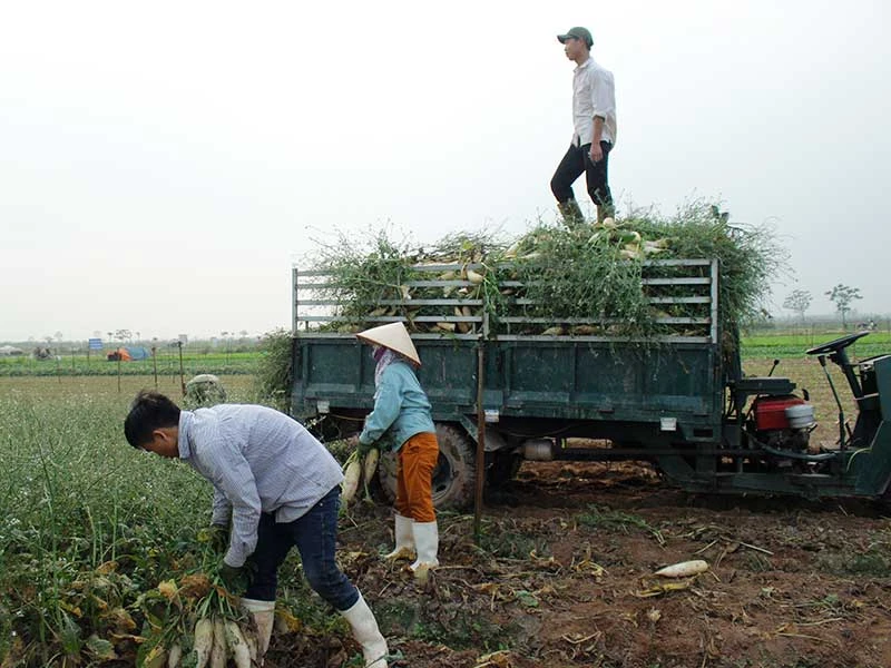 Củ cải, rau… nhổ bỏ: Vì sao? ảnh 2