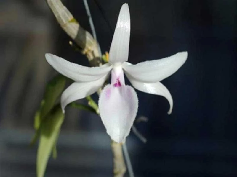 Hoa lan Tết ‘cháy hàng’, đắt đến… từng centimet ảnh 2