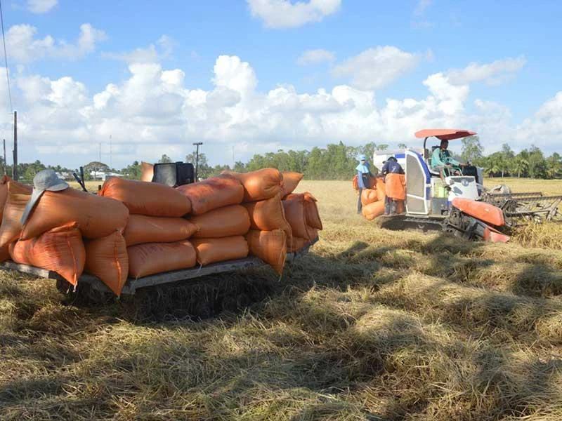'Mới gió heo may, hạt gạo Việt đã lăn ra bệnh' ảnh 2