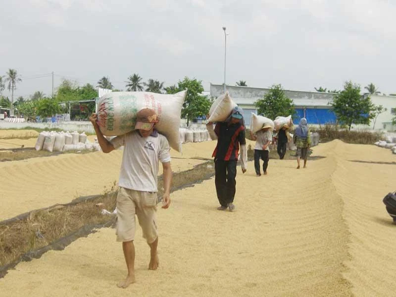 ‘Gạo Việt Nam nên học mô hình của Mỹ’ ảnh 2