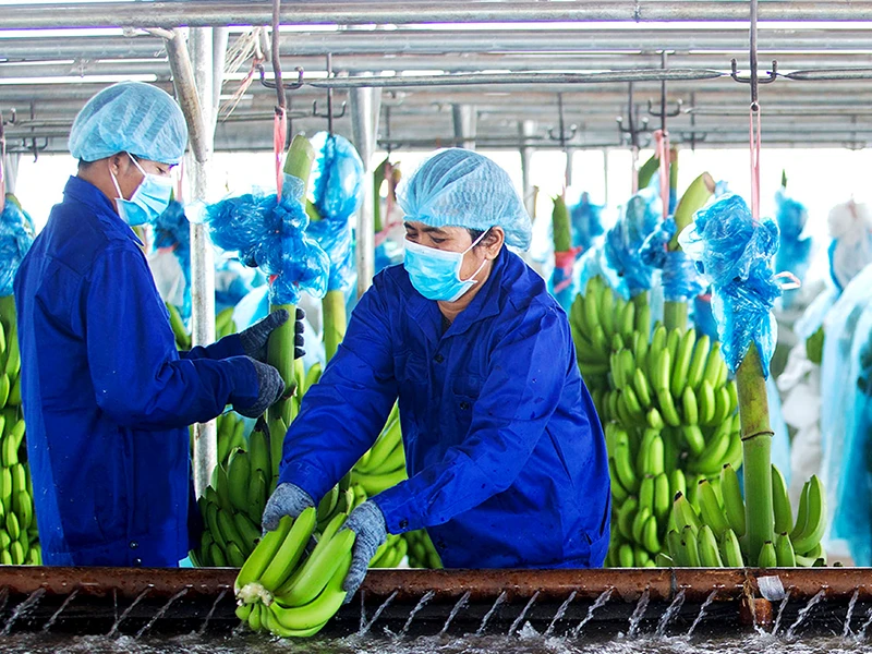 Chủ tịch Thaco: ‘Tôi đang bắt tay với 2 đại gia giỏi’ ảnh 4