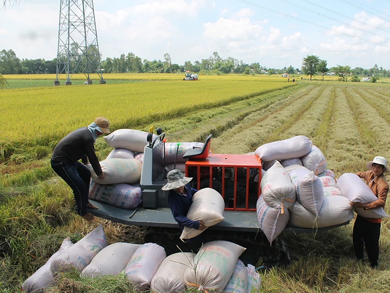 Xuất khẩu gạo rối tung vì điều hành bất nhất ảnh 2