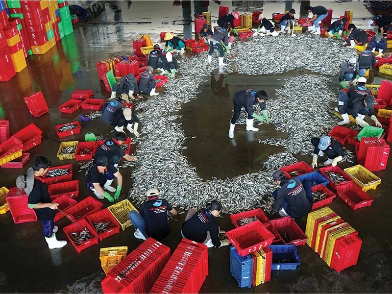 Vào tháng 7 âm lịch hằng năm (vào mùa cá), các cơ sở thu mua cá tươi tại Phan Thiết (Bình Thuận) tràn ngập các loài thủy hải sản, trên bến dưới thuyền dập dìu tàu bè ra vào. Từ đây, cá được phân phối trên toàn quốc và vào các nhà máy chế biến xuất khẩu.