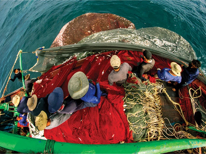 Các ngư dân không quản ngại vất vả, hiểm nguy khi lao động trên biển để mang hải sản tươi ngon vào bờ phục vụ người dân và xuất khẩu.