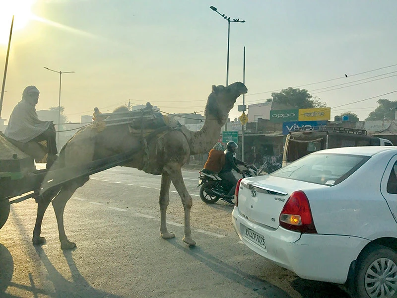 Lạc đà thồ hàng trên đường phố Ấn Độ.