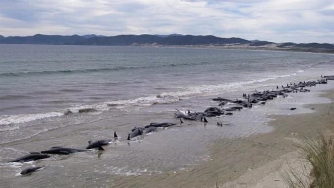 Gần 200 con cá voi mắc cạn ở bờ biển New Zealand ảnh 1