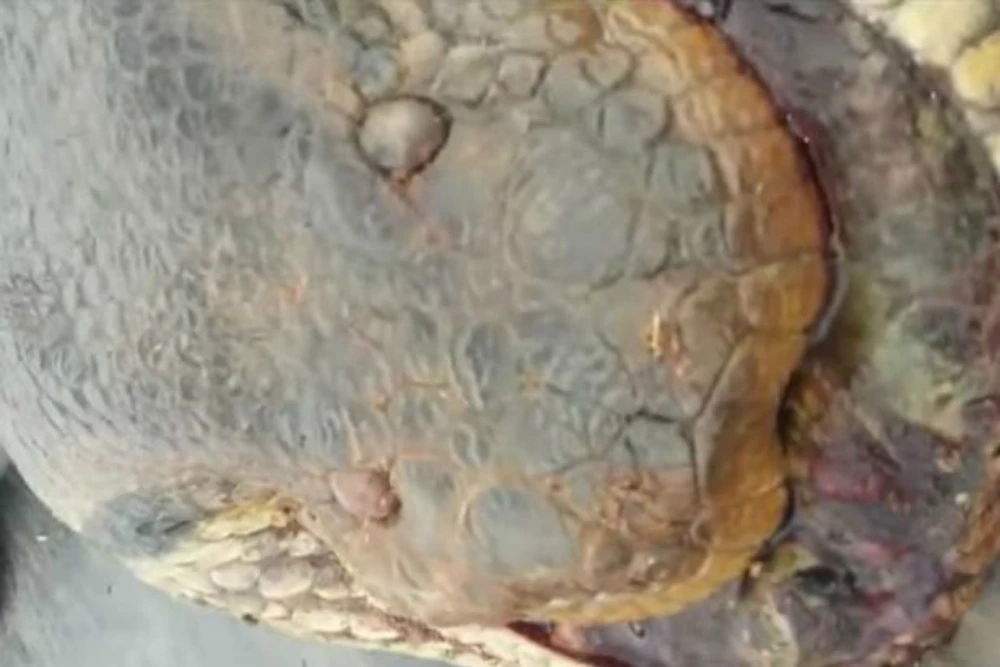 Trăn khổng lồ 10 mét khiến công nhân Brazil khiếp vía