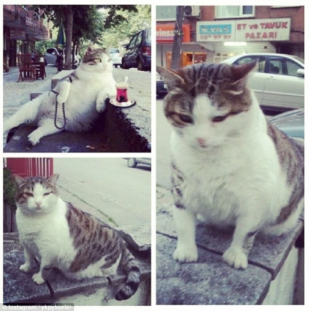 Chú mèo có dáng ngồi ‘khó đỡ’ được dựng tượng tưởng nhớ