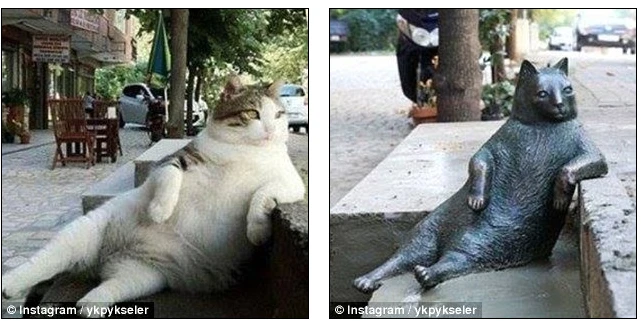 Chú mèo có dáng ngồi ‘khó đỡ’ được dựng tượng tưởng nhớ