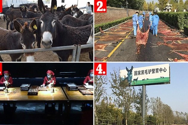 Trung Quốc: Giết hàng triệu con lừa để chế ‘tiên dược’