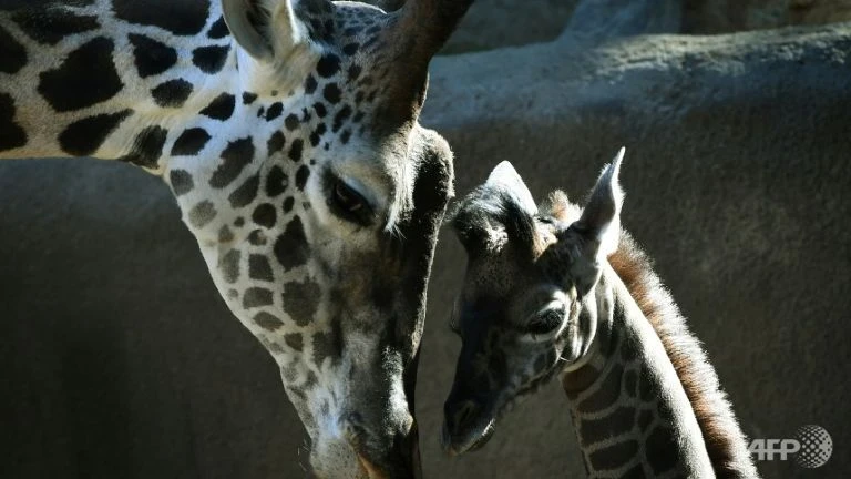 Số hươu cao cổ hoang dã đã giảm 40% trong vòng ba thập kỷ qua. Ảnh: AFP