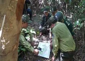 Tháo gỡ hàng ngàn bẫy thú ở rừng Sơn Trà