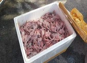 Hơn 700 kg thịt gà, chim cút 'lậu' suýt tuồn vào miền Tây