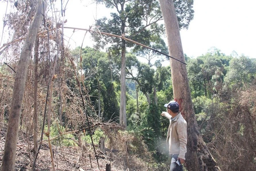 Sạt lở, cháy rừng, chuyển mục đích sử dụng đất phục vụ dự án... là những nguyên nhân làm diện tích rừng tự nhiên ở Quảng Nam năm 2021 giảm 2.850,44 ha so với năm 2020. Ảnh: TN