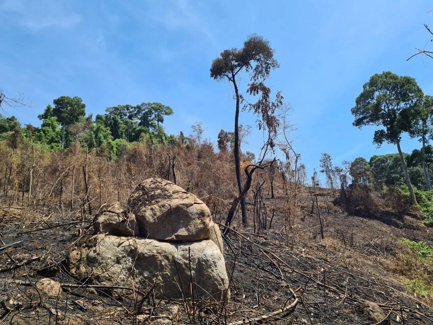 Những diện tích là rẫy sản xuất, rừng trồng của người dân, các loại đất trống bị chồng lấn lên dữ liệu rừng tự nhiên nên đã bóc tách và cập nhật giảm 1.038,97 ha rừng tự nhiên. Ảnh: TN