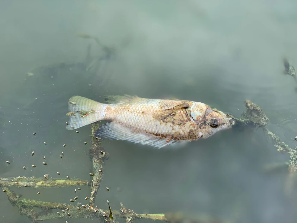 Lượng cá chết nhiều, không được thu gom kịp thời khiến môi trường bị ô nhiễm. Lượng cá chết nhiều, không được thu gom kịp thời khiến môi trường bị ô nhiễm.