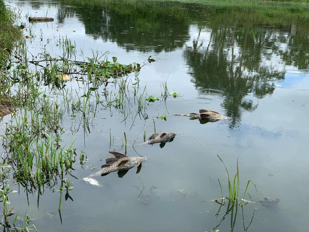 Mùi hôi thối từ sông Bàu Giang bay sang khu dân cư. Mùi hôi thối từ sông Bàu Giang bay sang khu dân cư.