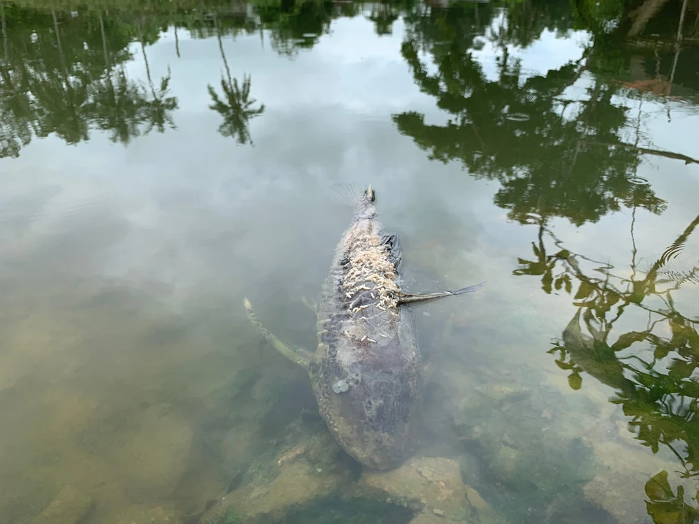 Cá chết bất thường khiến người dân bất an. Cá chết bất thường khiến người dân bất an.