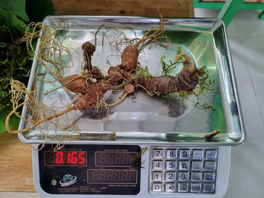 Củ sâm Ngọc Linh 165 gam, giá 60 triệu đồng. Ảnh: THANH NHẬT