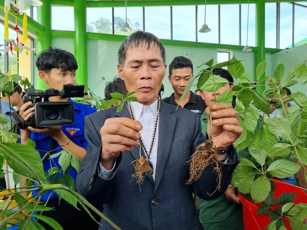 Những cây sâm Ngọc Linh đẹp được người dân chọn lựa mang đến cuộc thi. Ảnh: THANH NHẬT