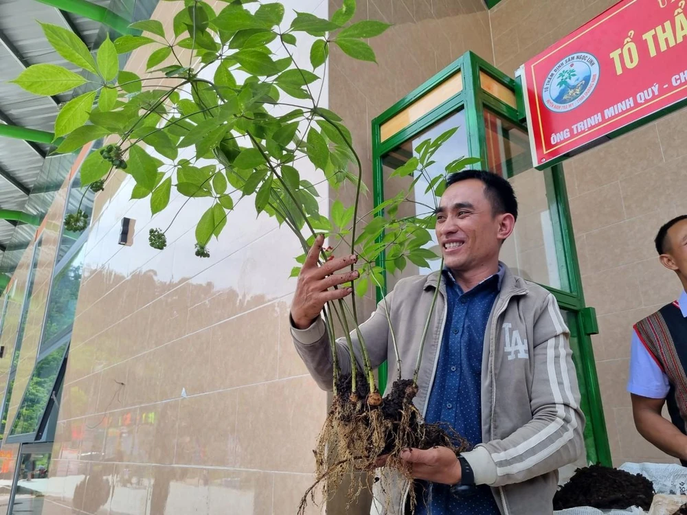 Anh Đinh Hồng Thắng mang đến Phiên chợ cây Sâm Ngọc linh nặng 0,9 kg với giá bán được trả lên đến 800 triệu đồng. Ảnh: THANH NHẬT
