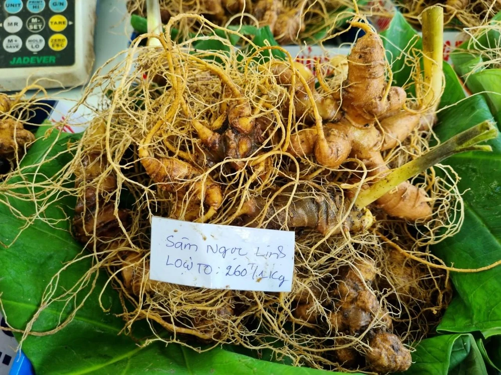 Sâm Ngọc Linh loại 1 (10 củ/kg) có giá bán lên đến 260 triệu đồng. Ảnh: THANH NHẬT