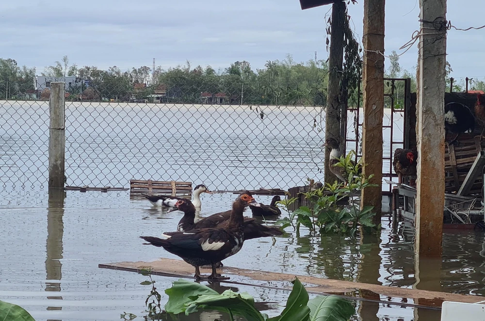 Vật nuôi của người dân còn sót lại sau bão số 4. Ảnh: THANH NHẬT