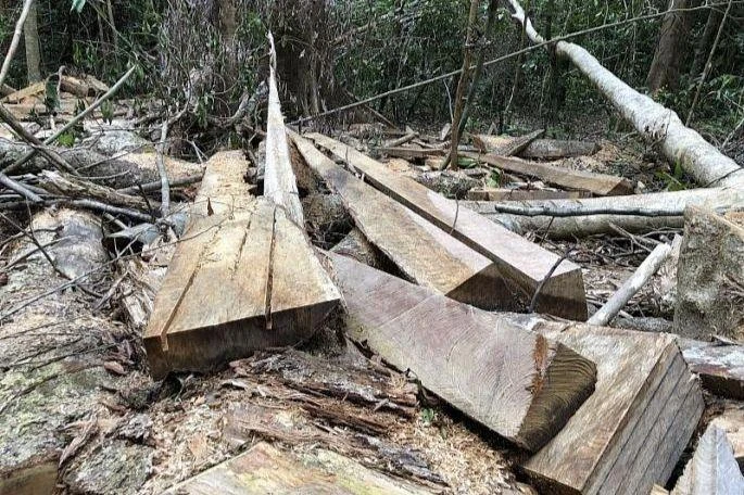 Chi cục Kiểm lâm tỉnh Quảng Ngãi chưa ngăn chặn triệt để tình trạng phá rừng.