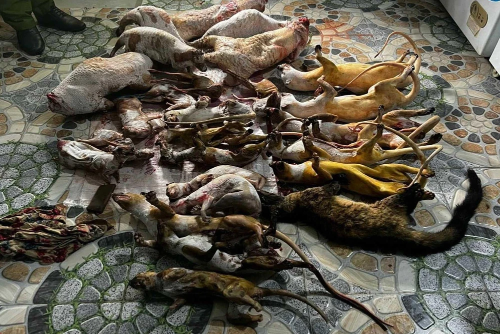 Công an huyện Phước Sơn phát hiện hai tụ điểm tàng trữ số lượng lớn động vật hoang dã. Ảnh: CA