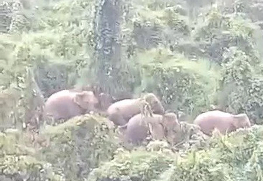 Năm cá thể voi tại Khu bảo tồn loài và sinh cảnh voi Quảng Nam. Ảnh: TN