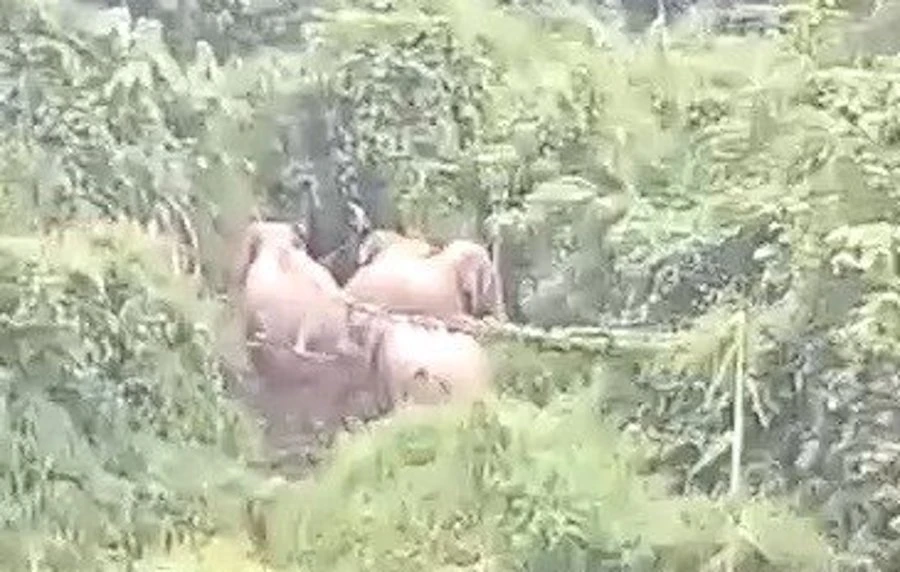 Năm cá thể voi này mập mạp, khoẻ mạnh hơn trước. Ảnh: TN